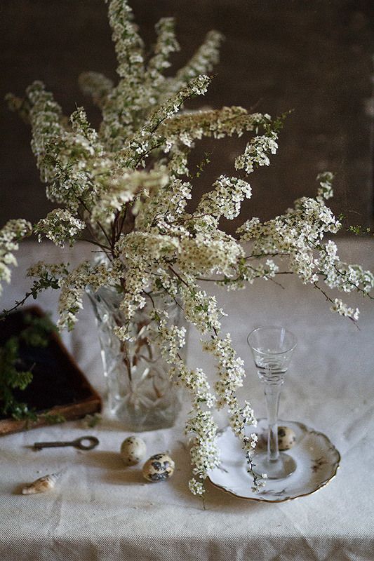 Белая спирея фото превью