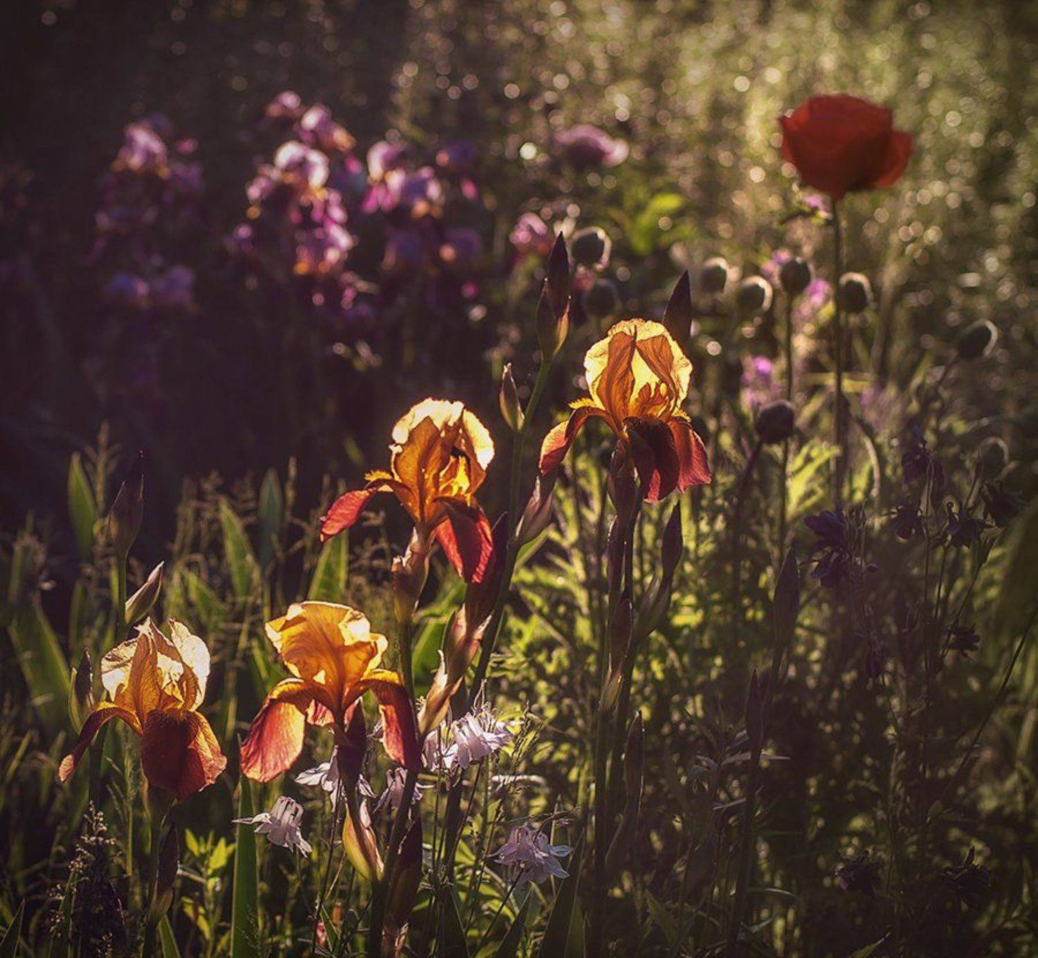 , Лана Тополева