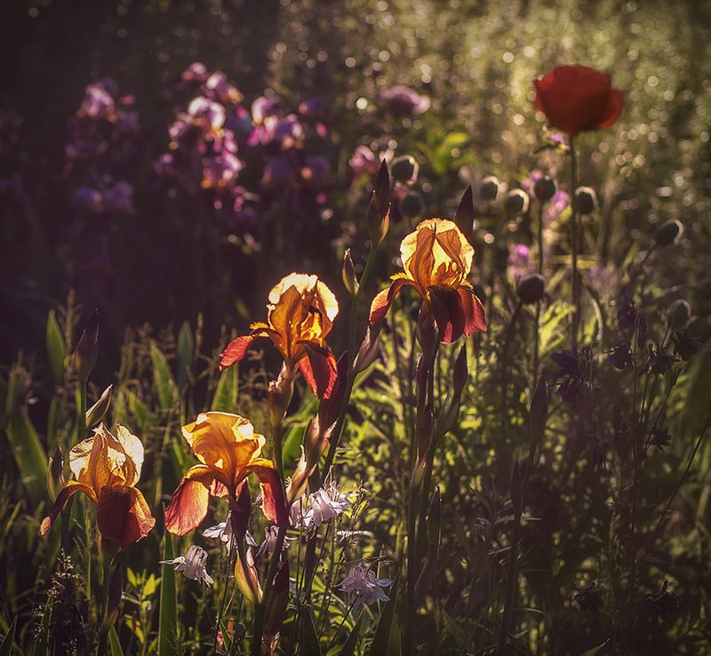 *** фото превью