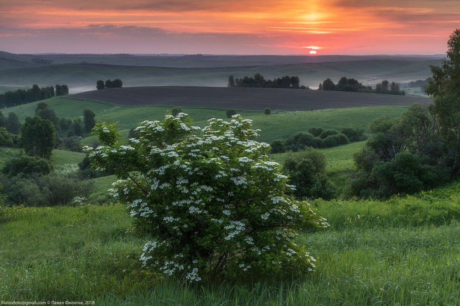 калина, алтай, алтайский край, рассвет, восход, предгорья, цветение, Павел Филатов