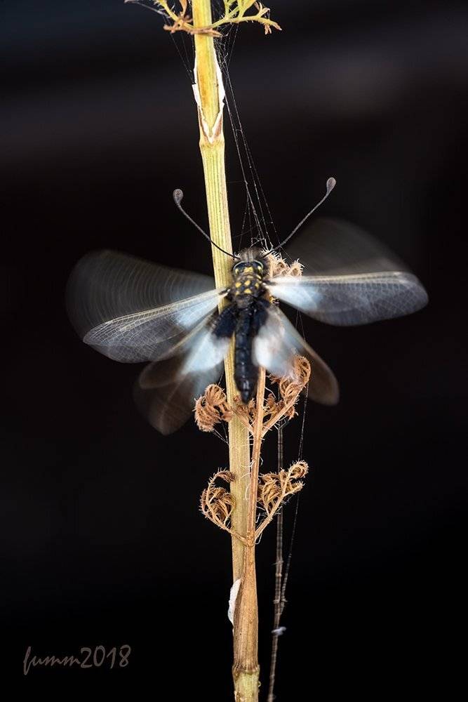 , Игорь ФУММ