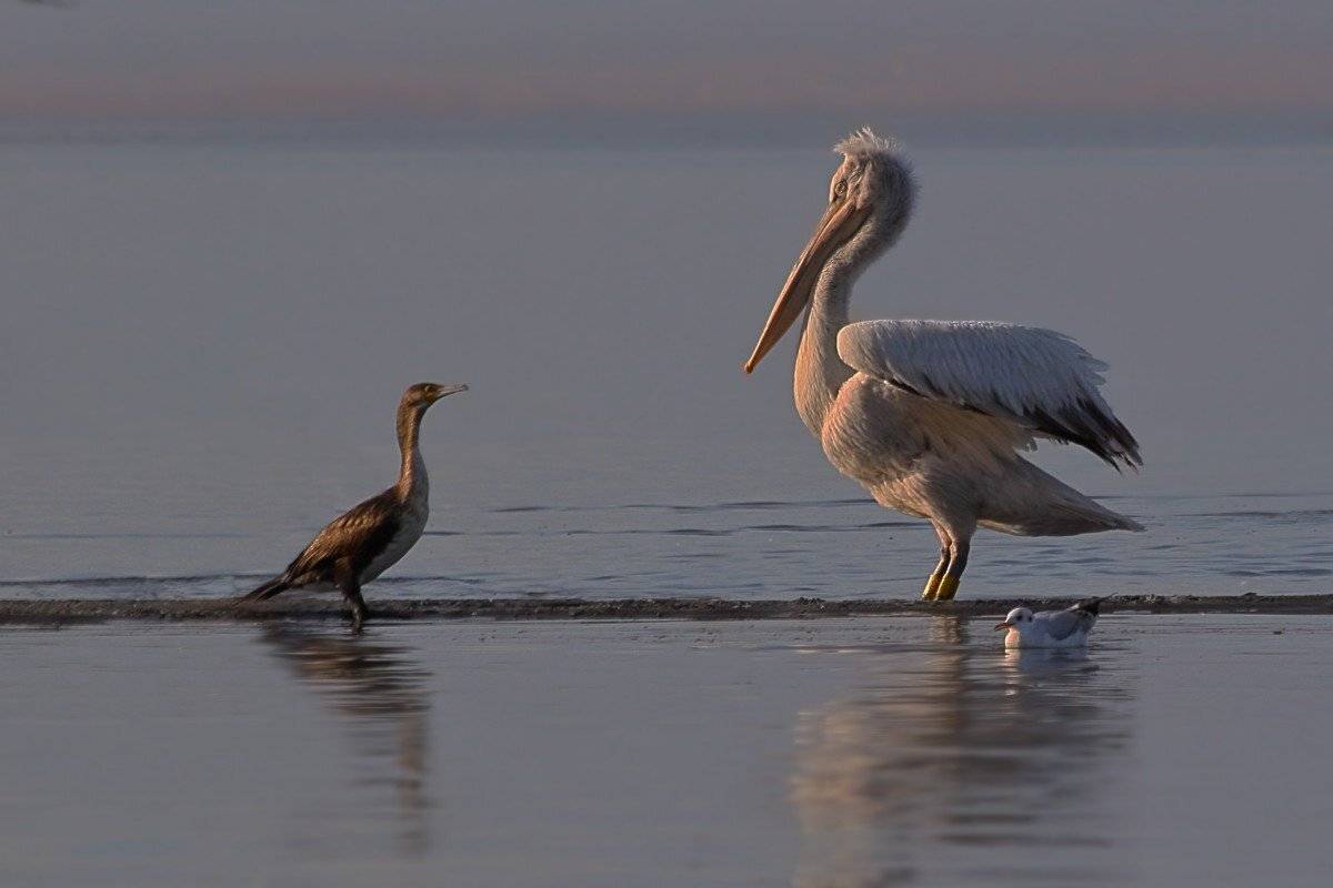 , Георги Славов