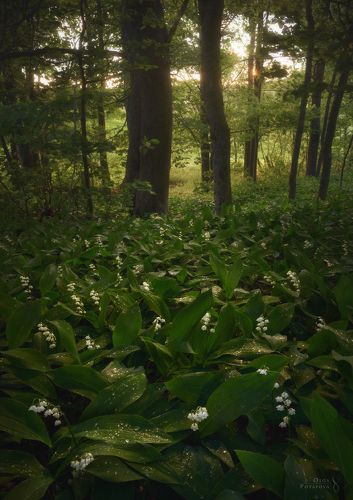 Сокрытое в листве