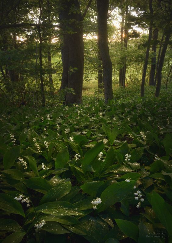 ландыши, цветы, листва, зелень, лето, весна, закат, лес, ленинградская область, роса Сокрытое в листве фото превью