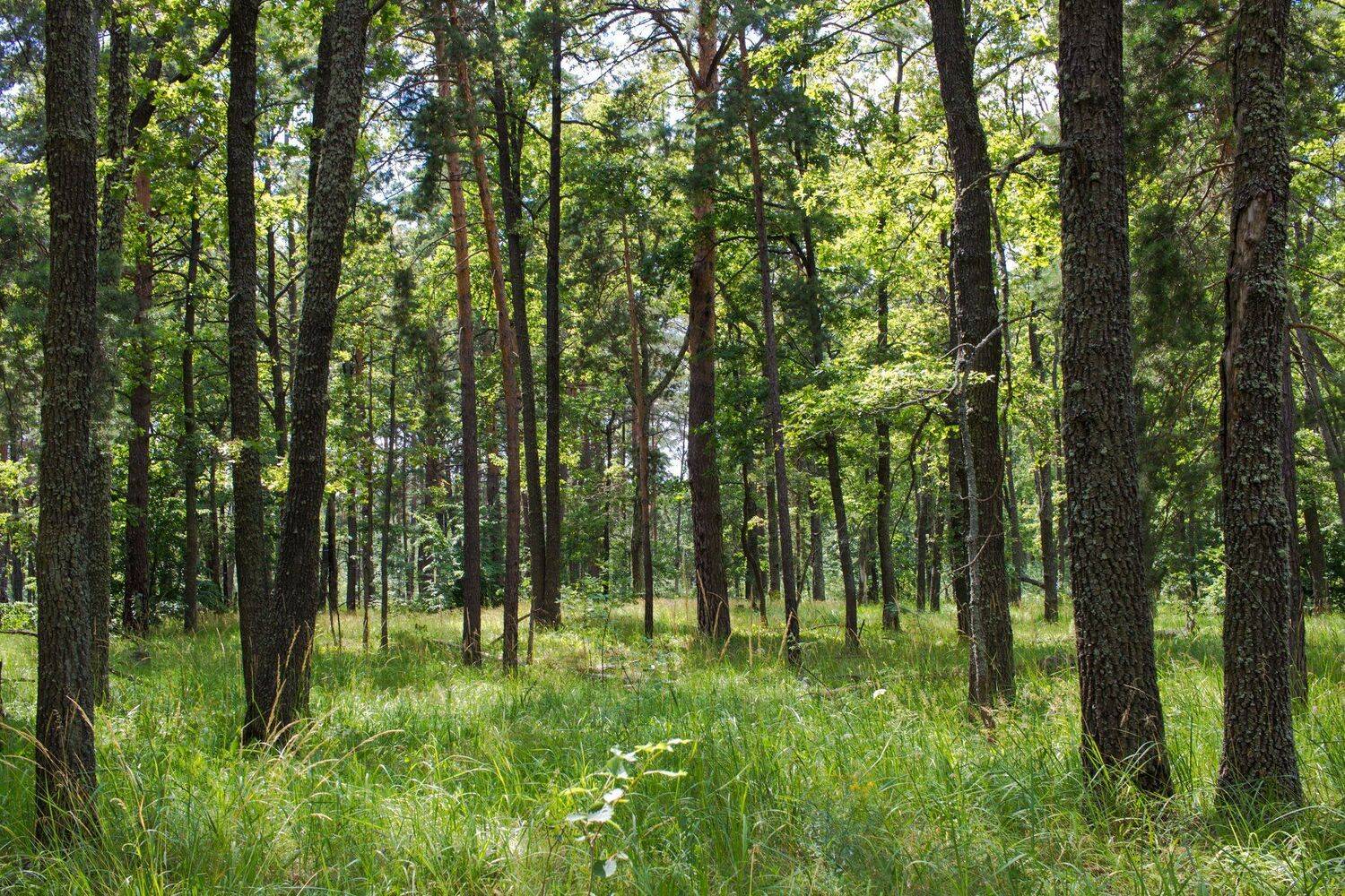 , Руслан Востриков