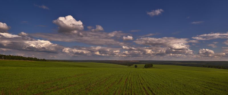 простор, поле, всходы, голубое небо, белые облака Сибирские просторы... ( Welcome to Siberia ! ) фото превью