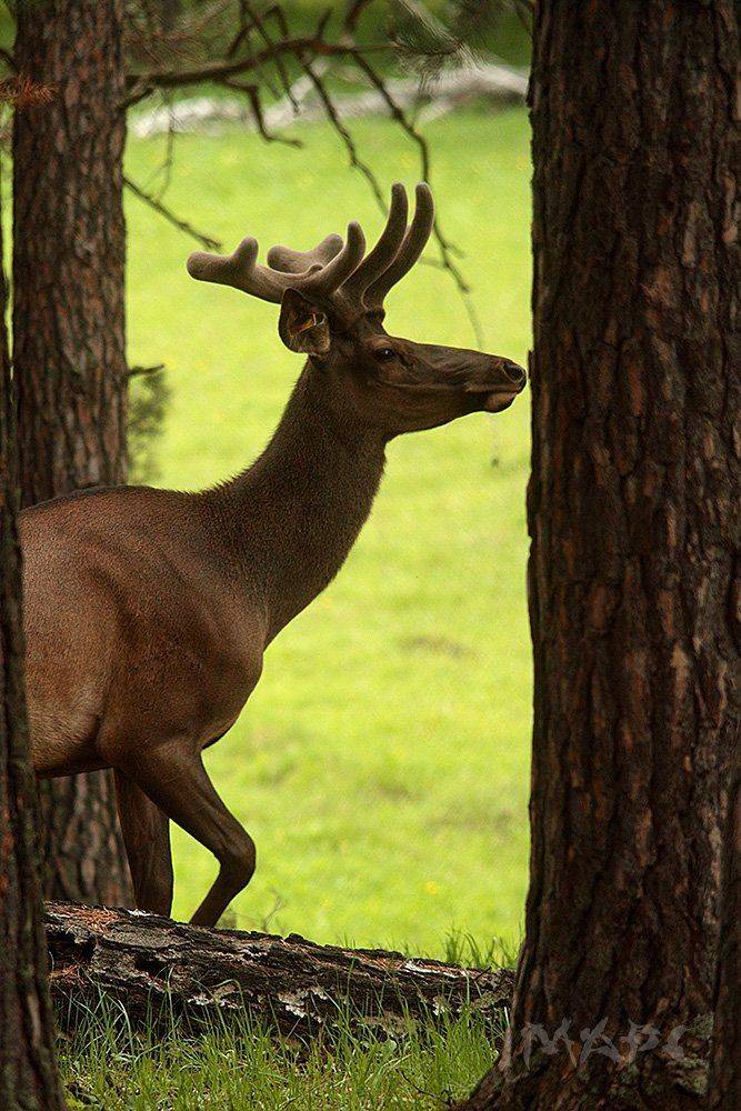 животные олень марал лето лес, Шангареев Марс