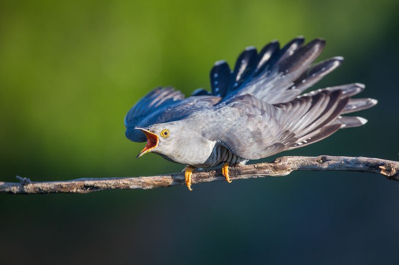 кукушка, cuckoo, bird, wildlife, птица, дикая природа Страшнее кукушки, птицы нет фото превью