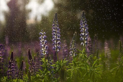 Моя Люпиния