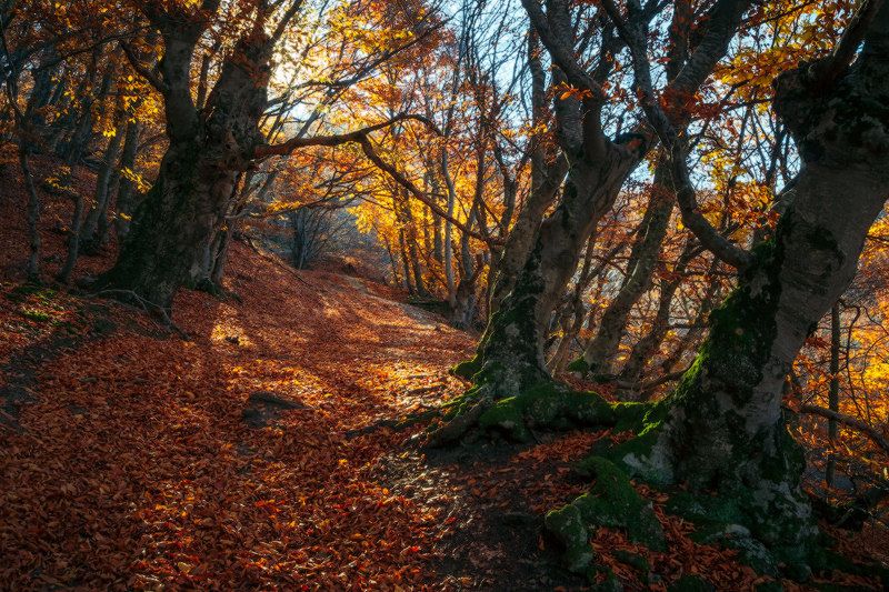 _ фото превью