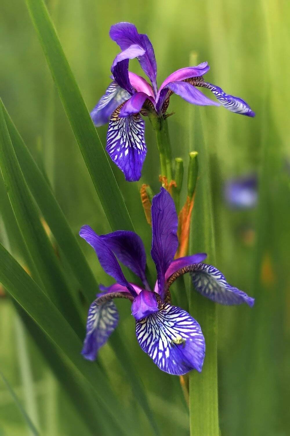 , Галина Горькавая
