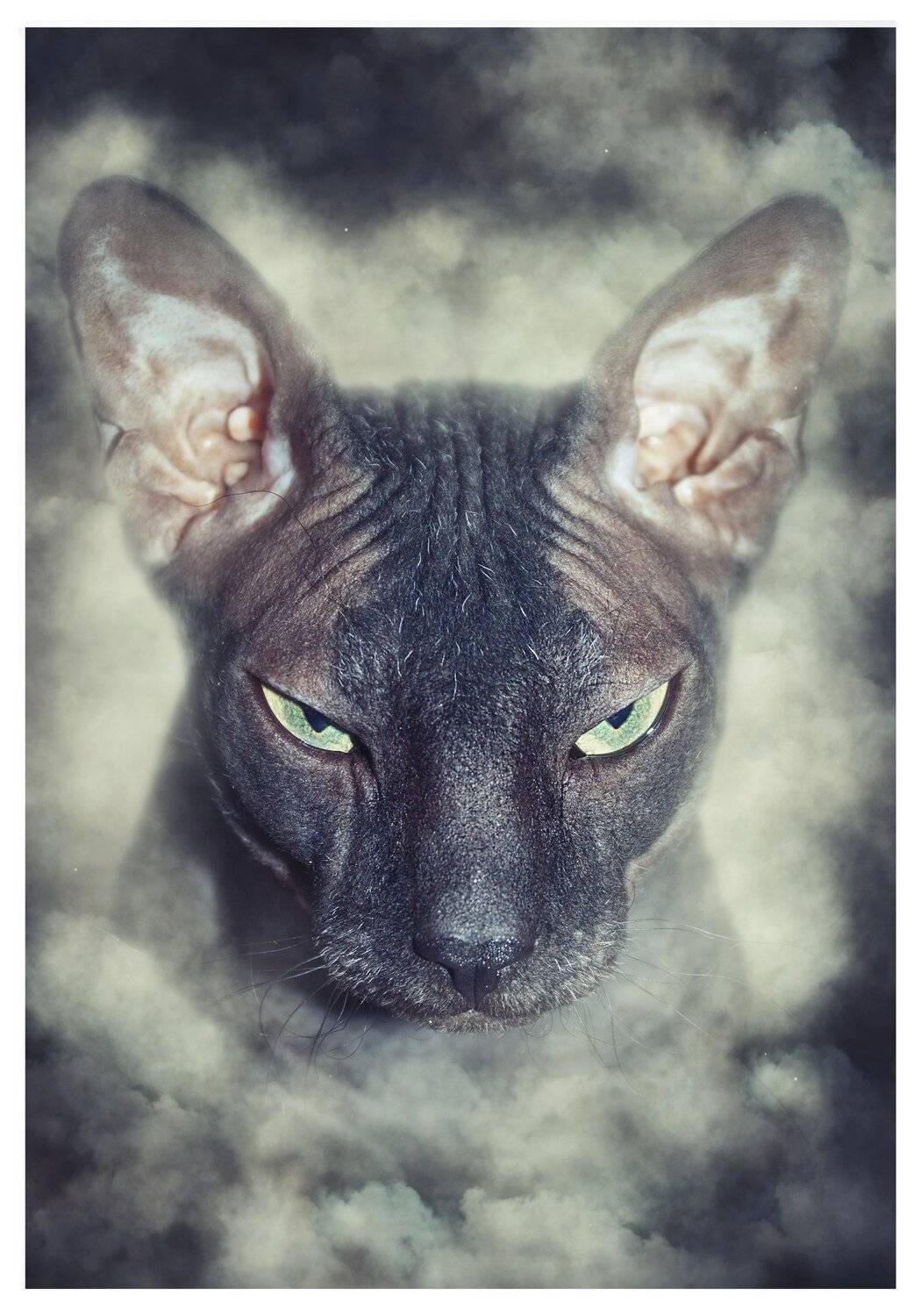 кот, сфинкс, животные, Sergii Vidov