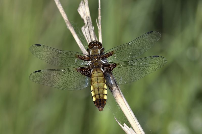 стрекоза dragonfly damselfly Libellula depressa фото превью