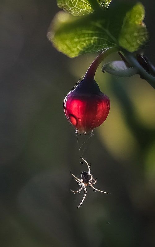 Цветет черника фото превью