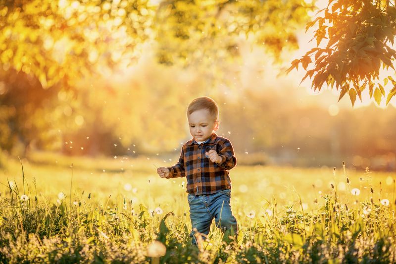 Мальчик, закат, поле, одуванчики, лето  фото превью