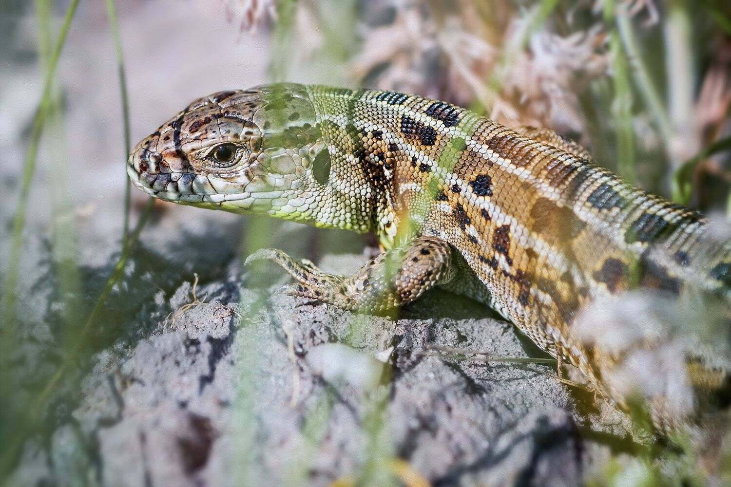 ящерица,трава,лапы,глаз,кожа,свет,, Юрий Котов