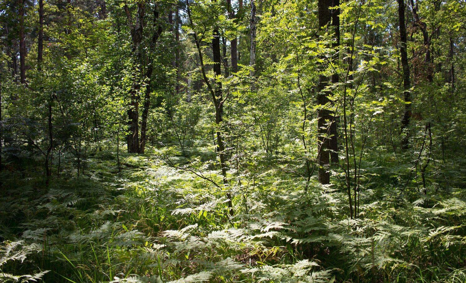 , Руслан Востриков