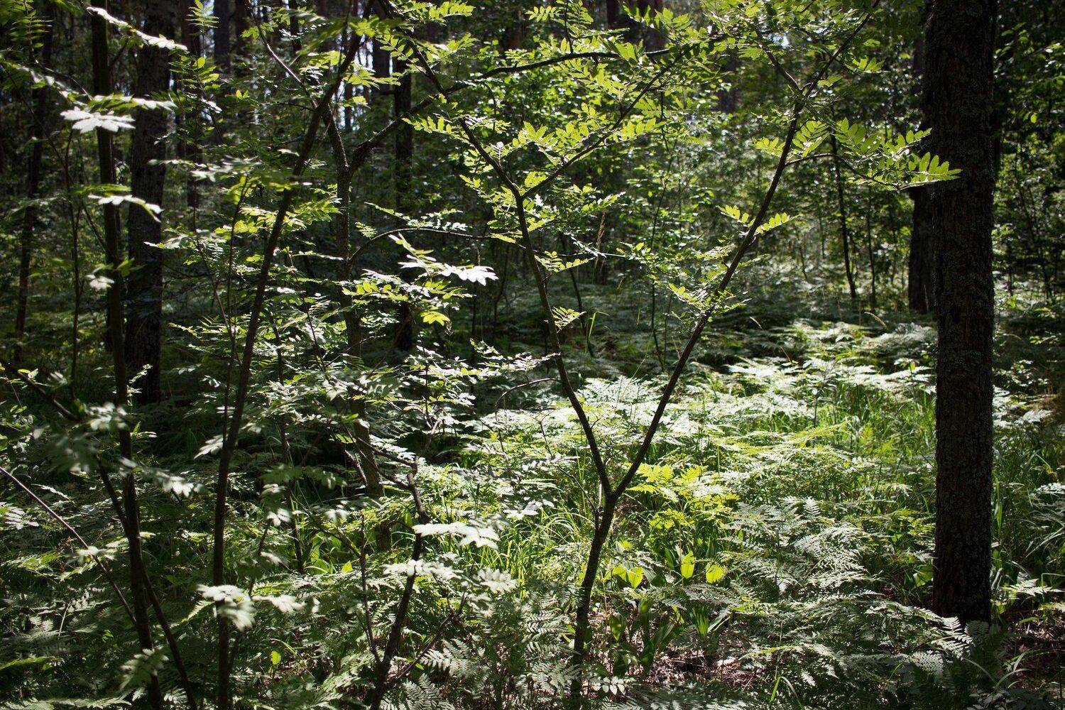 , Руслан Востриков