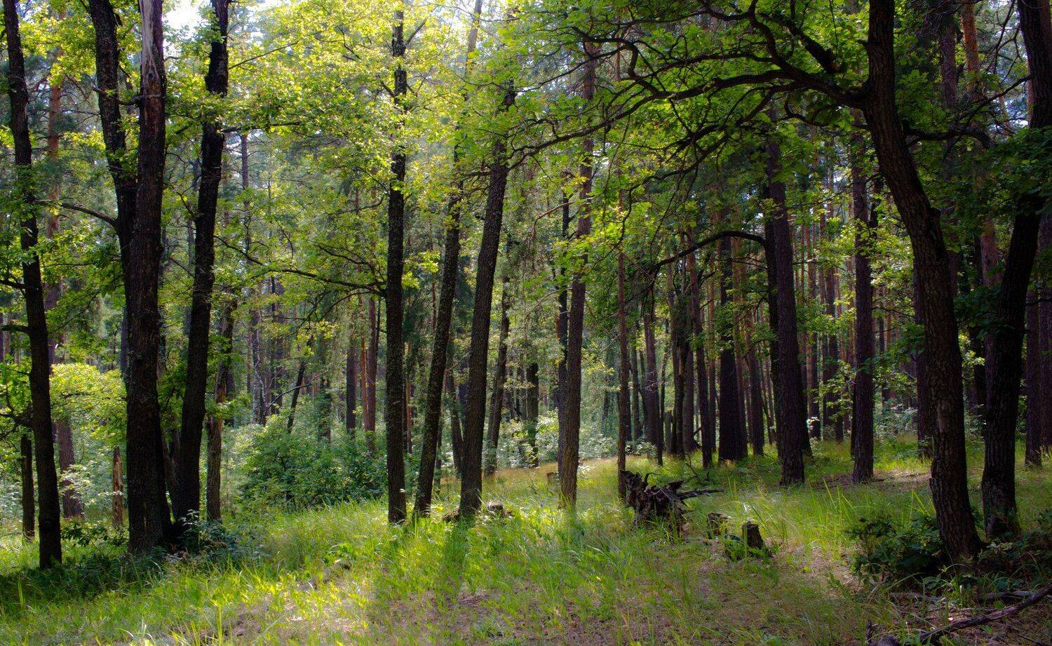 , Руслан Востриков