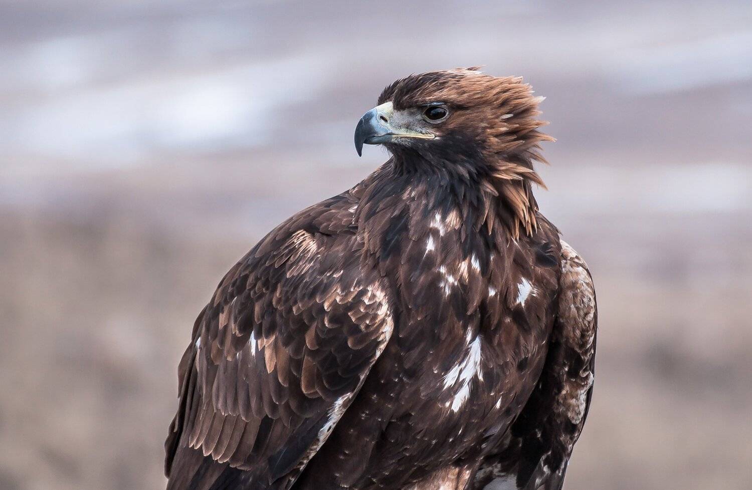 птица, Евгений Дроботенко