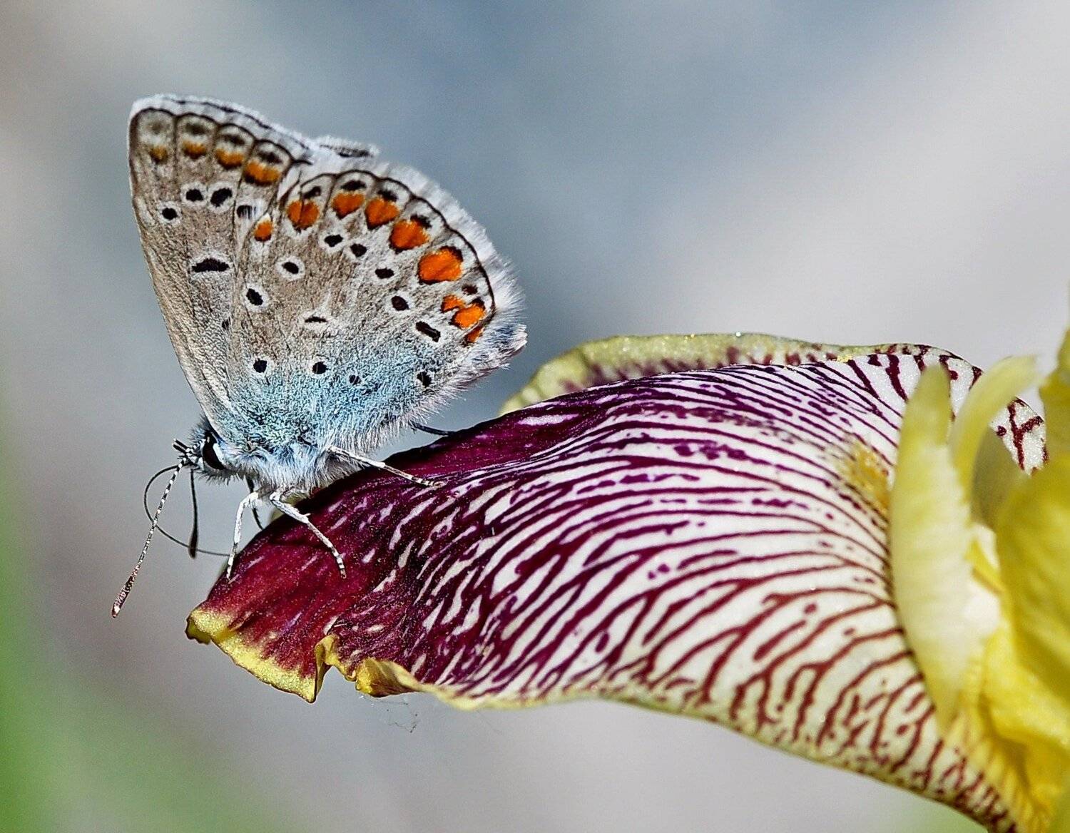 бабочка, Евгений Дроботенко