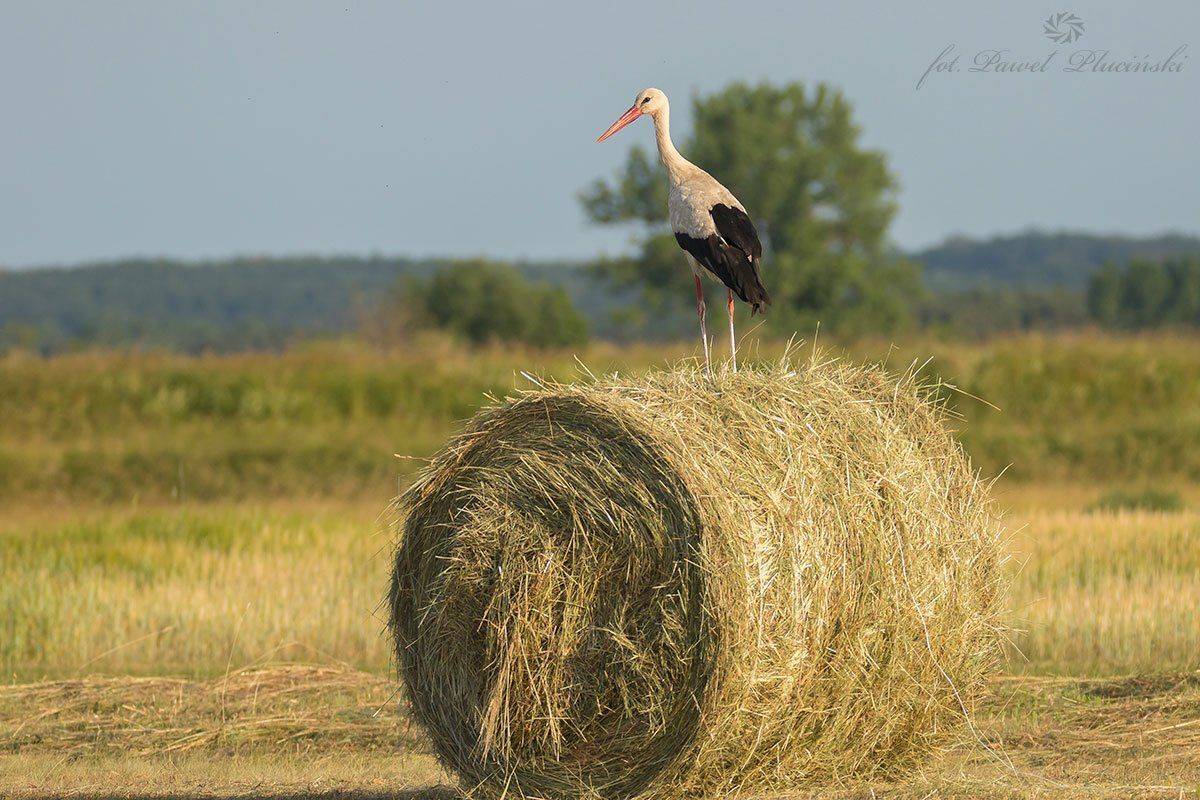, Pawel Plucinski