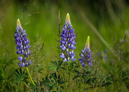 Summer colors