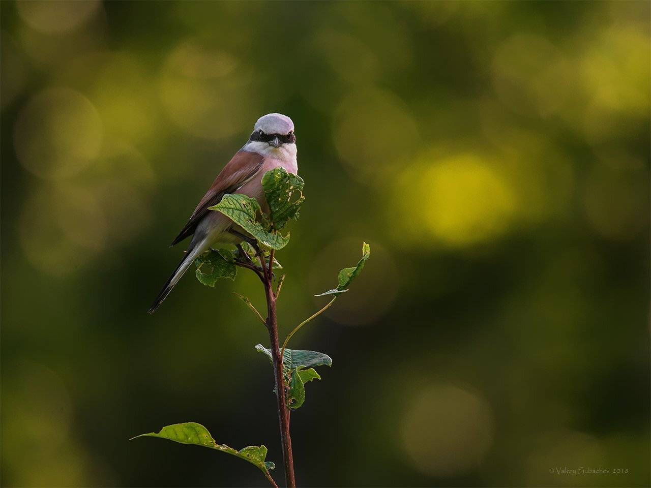 , Валерий Субачев
