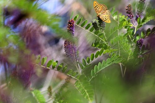 Магия аморфы