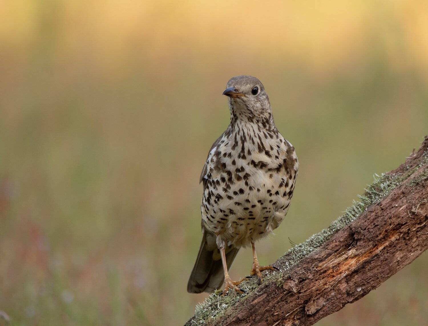 mistle thrush, thrush, bird, nature, animals, woods, land, MARIA KULA