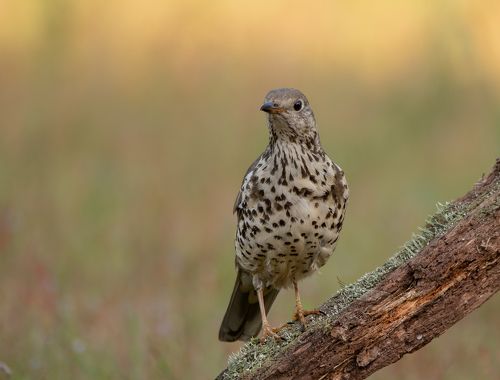 Mistle Thrush