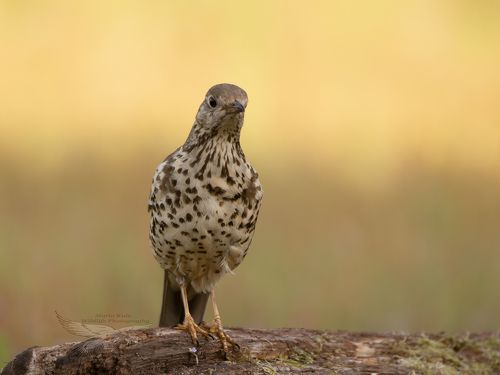 Mistle Thrush