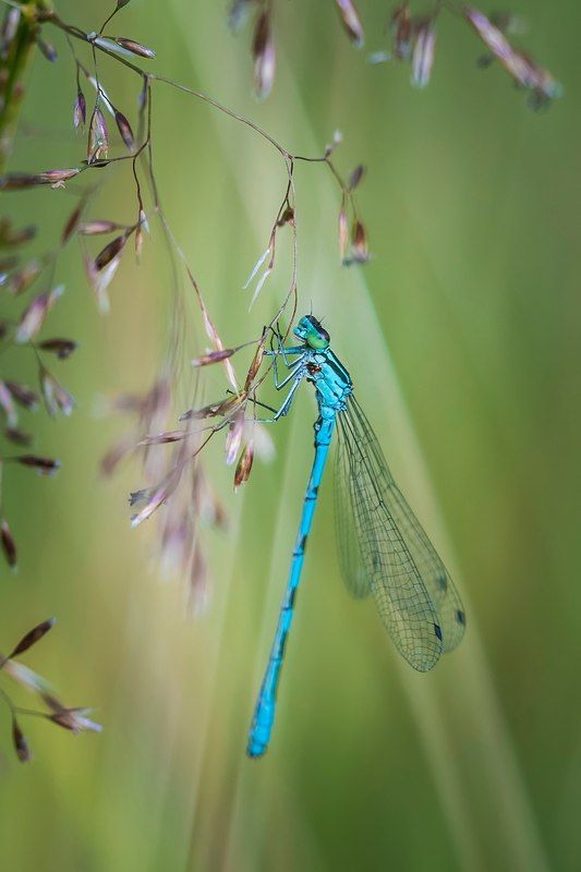 красотка фото превью