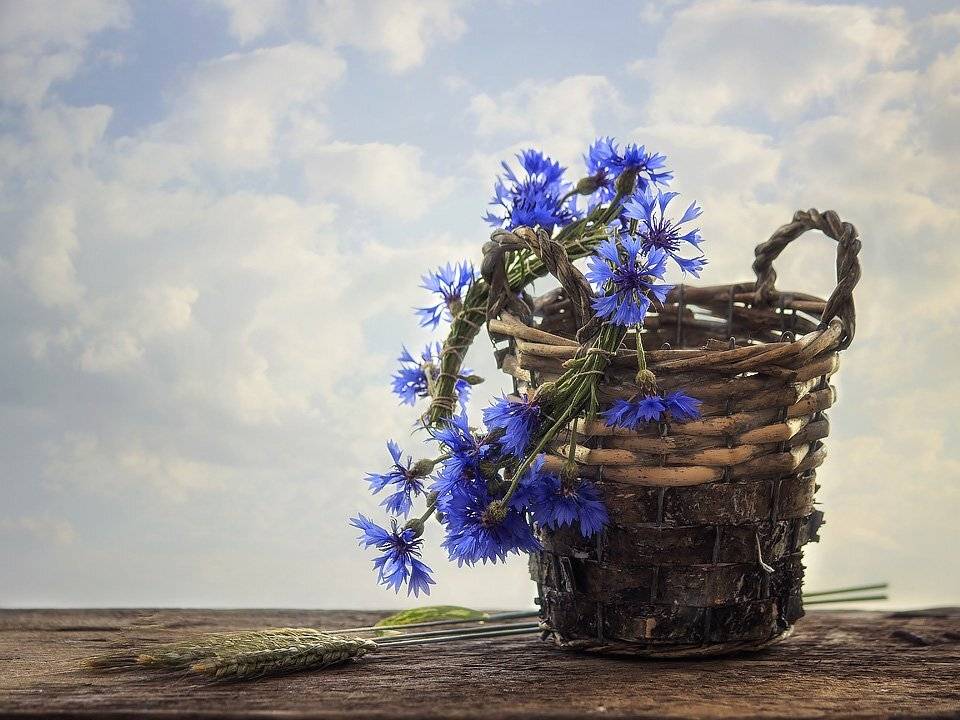 натюрморт, облачное небо, лето, цветы, васильки, венок, корзинка, Ирина Приходько