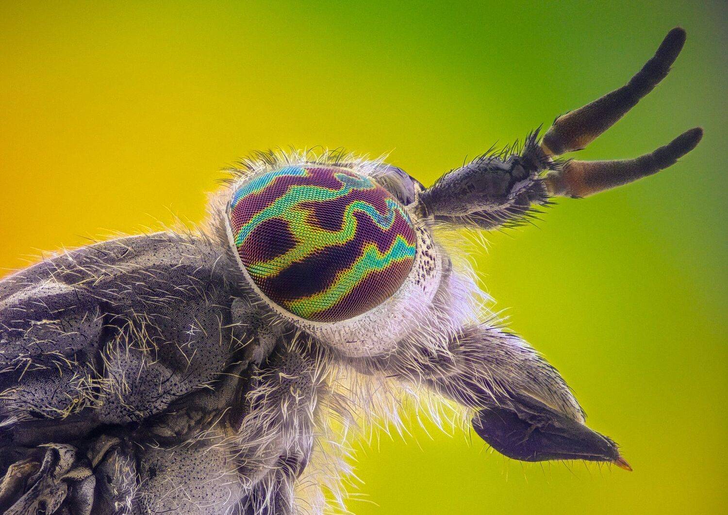 ceclii, macro, extrememacro, Tsvetan Ganev