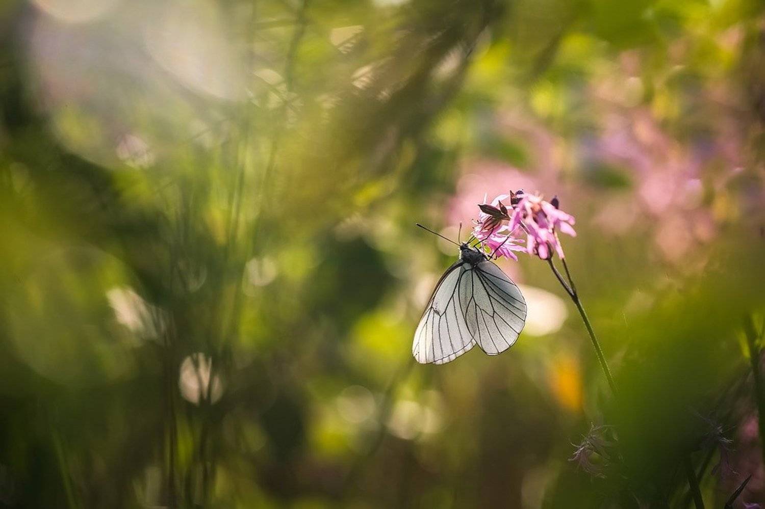 , Вячеслав Мищенко