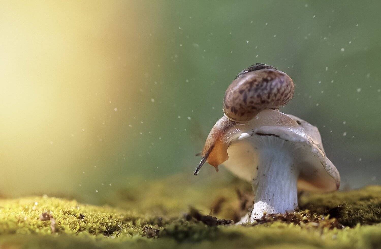 макро, macro, macronature, snail, mushroom, улитка, гриб, вечер, макро, evening, macroclique, photography, мох, Людмила Гудина