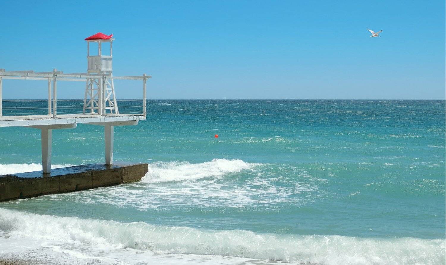 море, чайка, крым, Виктор Климкин