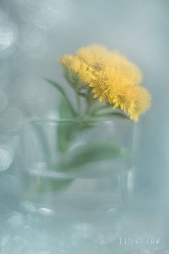 лето в стакане, боке, юпитер 8, Владимир Тузлай