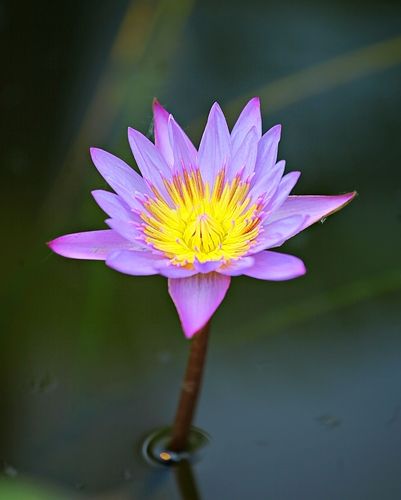 Nymphaea