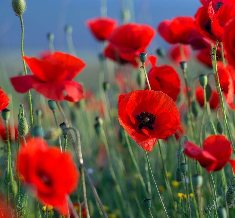 фото превью