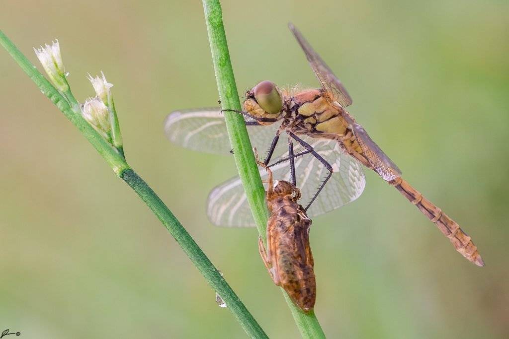 macro, makro, wild, wildlife, insect, nature, dragonfly, Mariusz Oparski