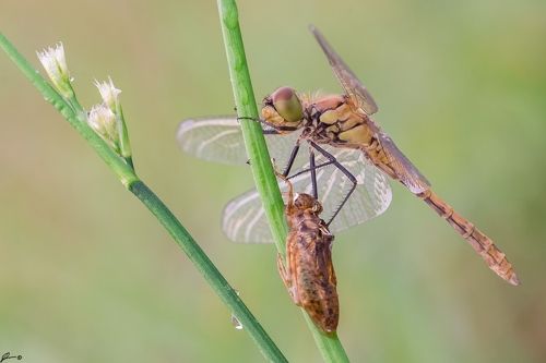 Sympetrum sanguineum