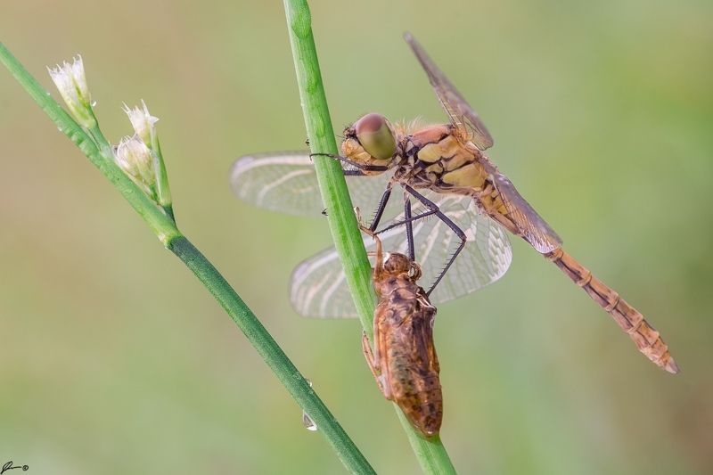 macro, makro, wild, wildlife, insect, nature, dragonfly Sympetrum sanguineum фото превью