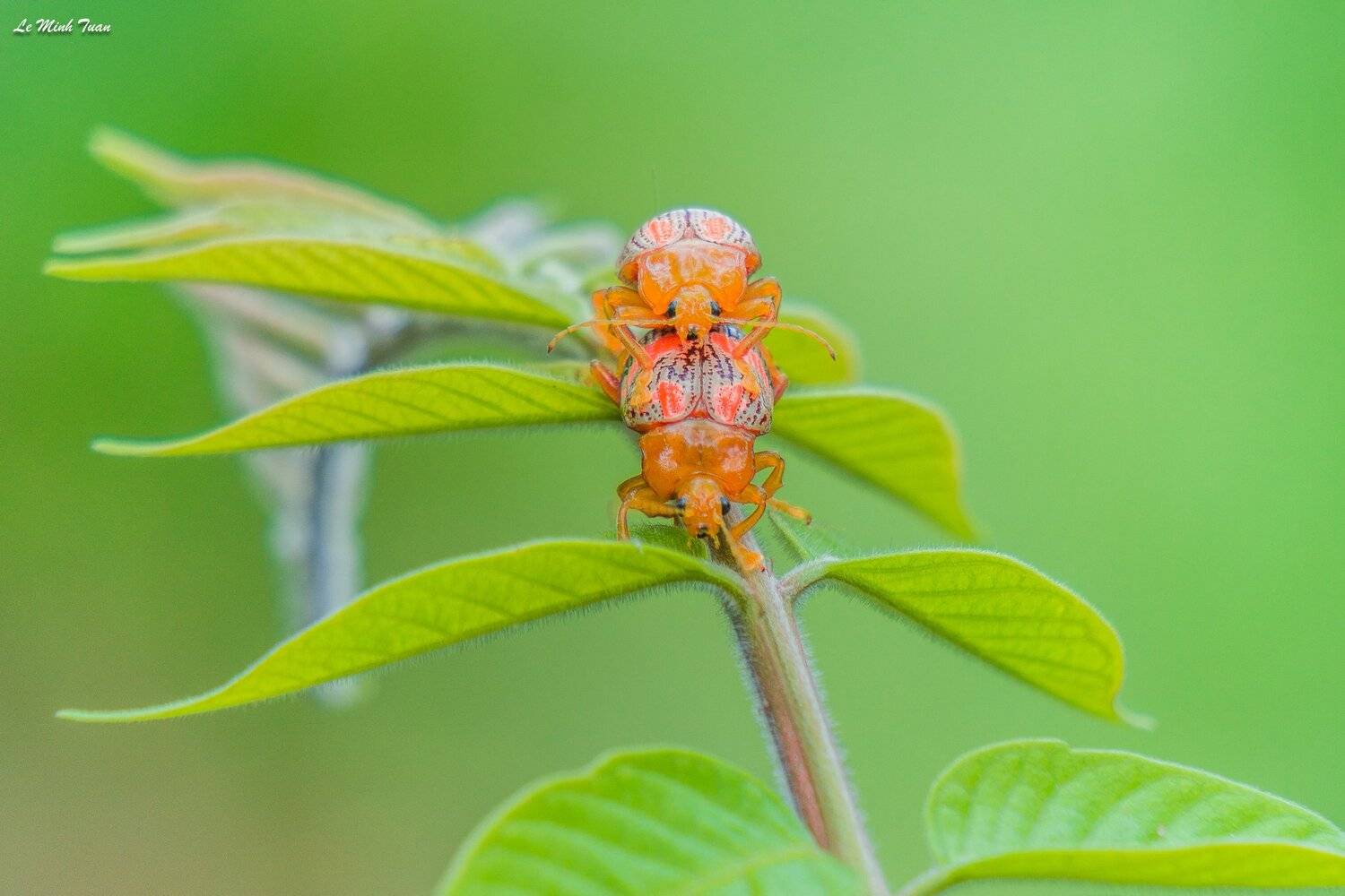 insect, L&ecirc; Minh Tuấn