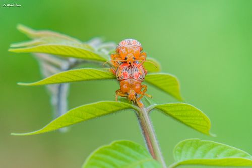 Beetle