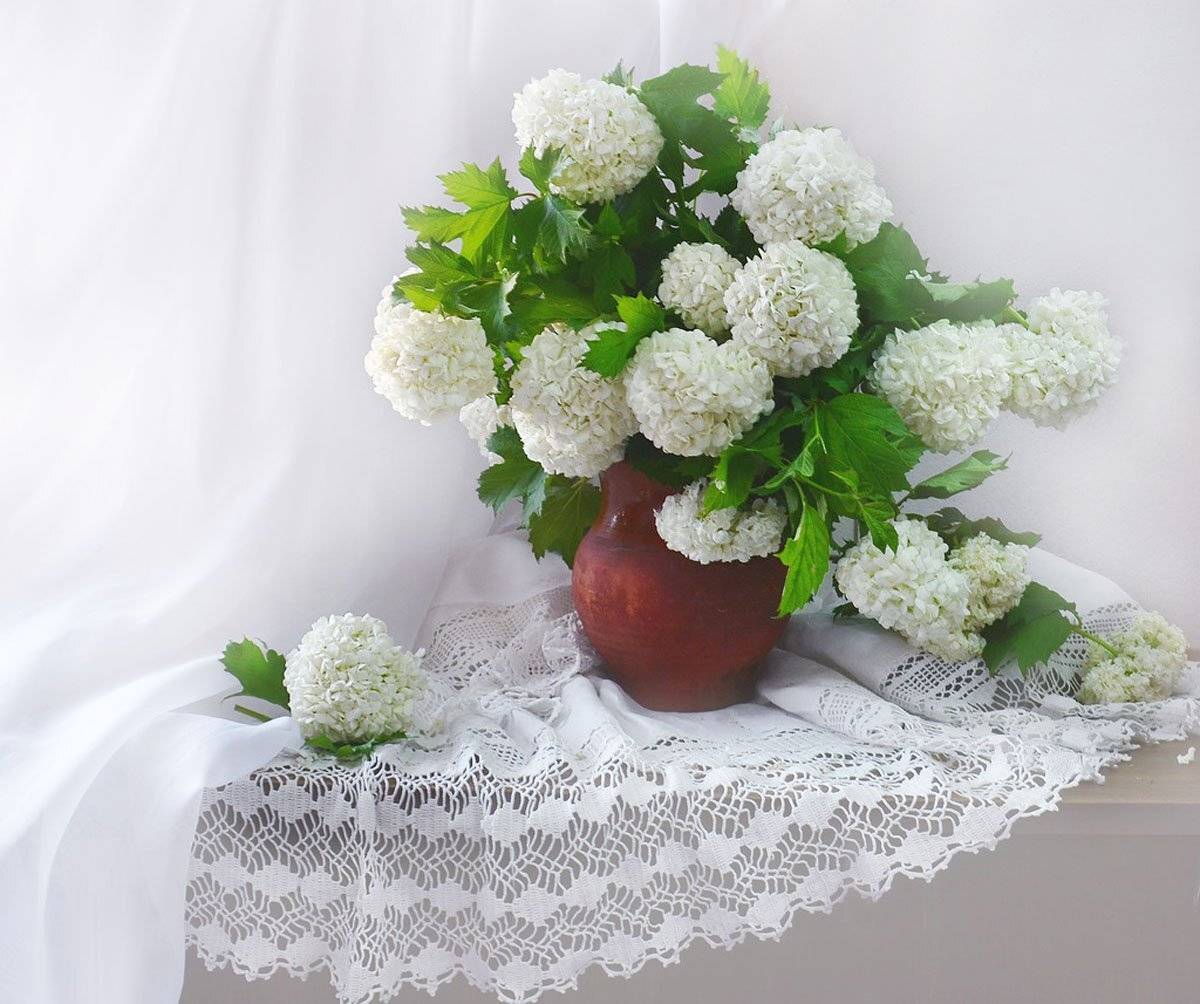 still life,натюрморт,  фото натюрморт, лето, керамика, калина бульденеж, июнь, Колова Валентина