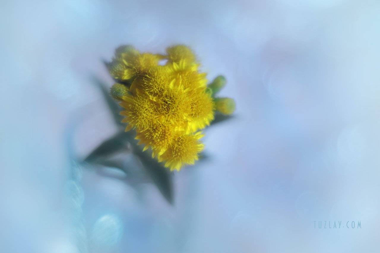 лето в стакане, боке, юпитер 8, Владимир Тузлай