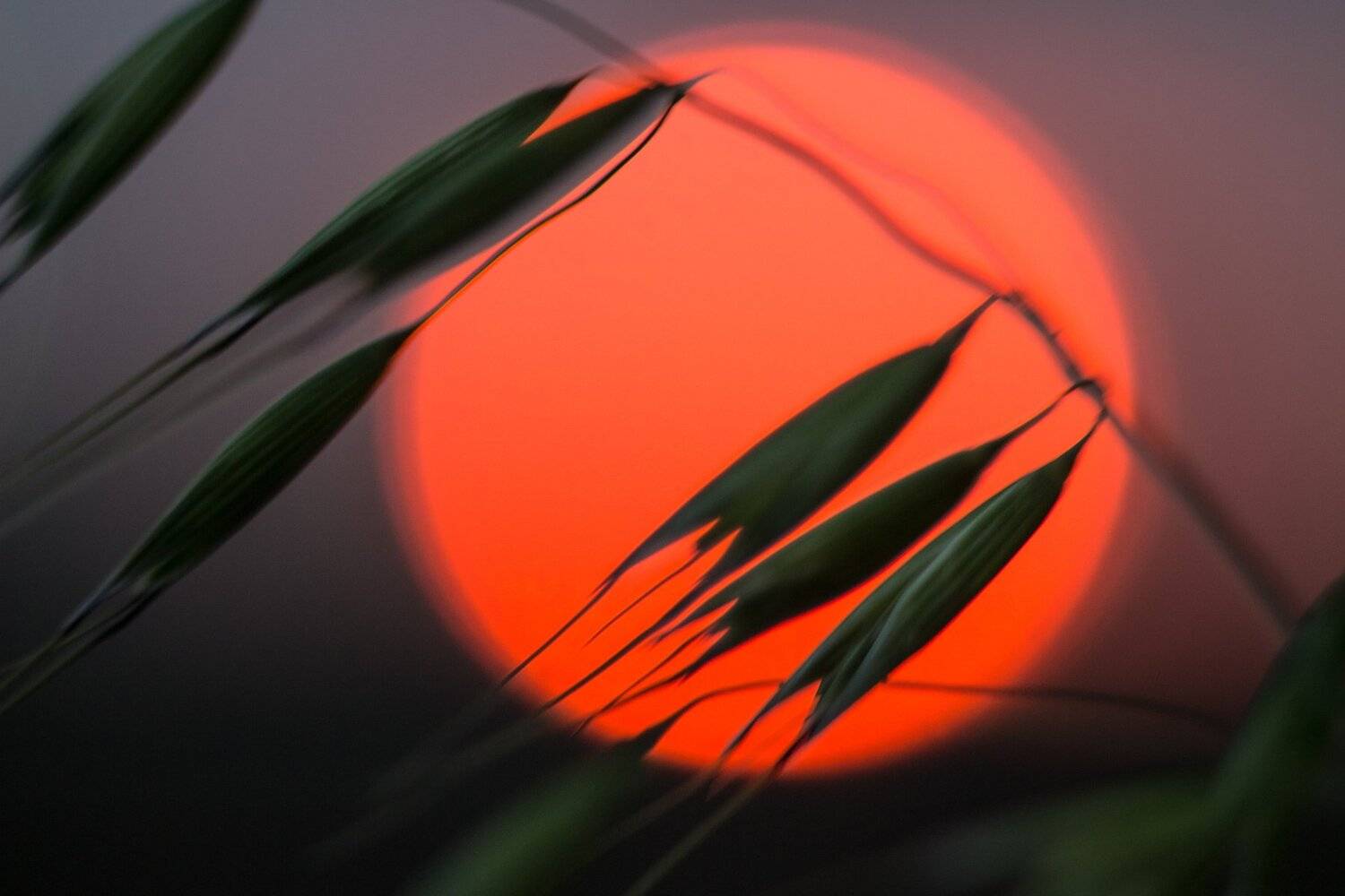 , Руслан Востриков