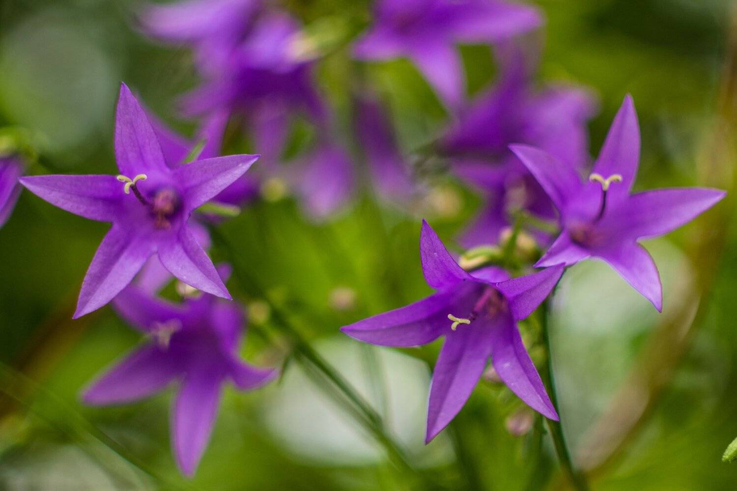 , Руслан Востриков